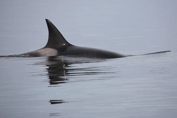 Schwertwal Orca Wieloryb Morski Orcinus Orca — Zdjęcie stockowe