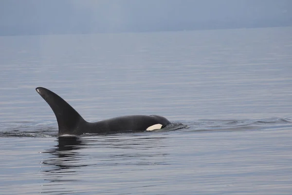 Schwertwal Orca Wieloryb Morski Orcinus Orca — Zdjęcie stockowe