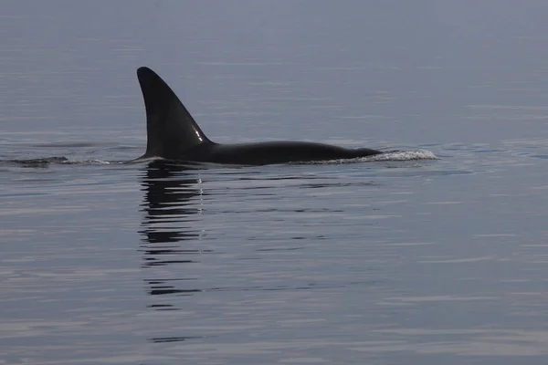 Schwertwal Orca Ballena Asesina Orcinus Orca —  Fotos de Stock