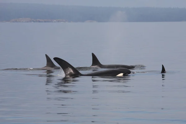 Schwertwal Orca Wieloryb Morski Orcinus Orca — Zdjęcie stockowe