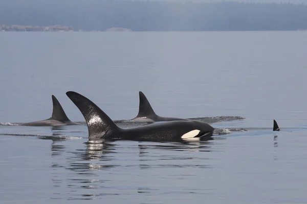 Schwertwal Orca Baleia Assassina Orcinus Orca — Fotografia de Stock