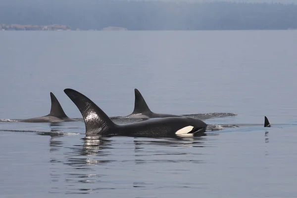 Schwertwal Orca Orcinus Orca — Foto Stock