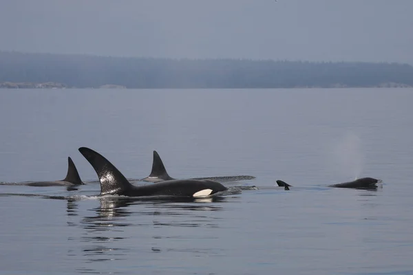 Schwertwal Orque Épaulard Orcinus Orca — Photo