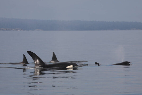 Schwertwal - Orca / Killer whale / Orcinus orca