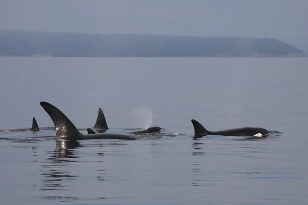 Schwertwal Orca Killer Whale Orcinus Orca — Stock Photo, Image