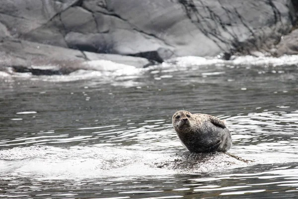 Seehund Harbour Seal Phoca Vitulina — Stock Photo, Image