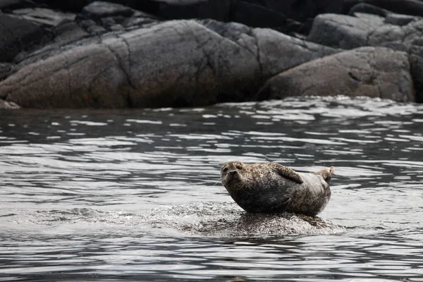 Seehund Seal Portowy Phoca Vitulina — Zdjęcie stockowe