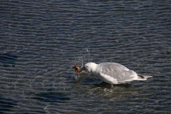 Kanadamoewe Oder Amerikanische Silbermoewe Gaviota Arenque Americana Gaviota Smithsonian Larus — Foto de Stock