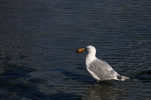 Kanadamoewe Oder Amerikanische Silbermoewe Gaviota Arenque Americana Gaviota Smithsonian Larus — Foto de Stock