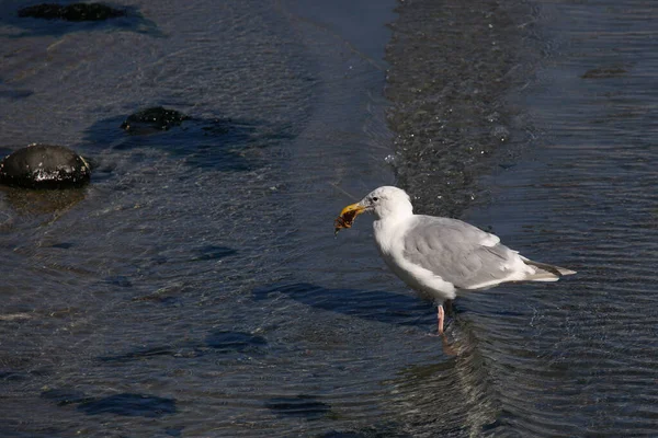 Kanadamoewe Oder Amerikanische Silbermoewe Gaivota Arenque Americana Gaivota Smithsonian Larus — Fotografia de Stock