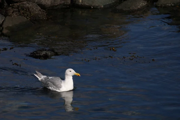 Kanadamoewe Oder Amerikanische Silbermoewe Amerikai Heringsirály Vagy Smithsonian Sirály Larus — Stock Fotó