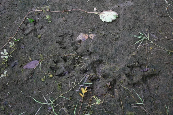 Spur Eines Schwarzbaeren Traccia Orso Nero Ursus Americanus — Foto Stock