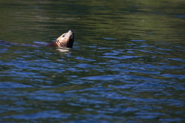 Stellerscher Seeloewe Steller Sea Lion Northern Sea Lion Eumetopias Jubatus — Stock Photo, Image