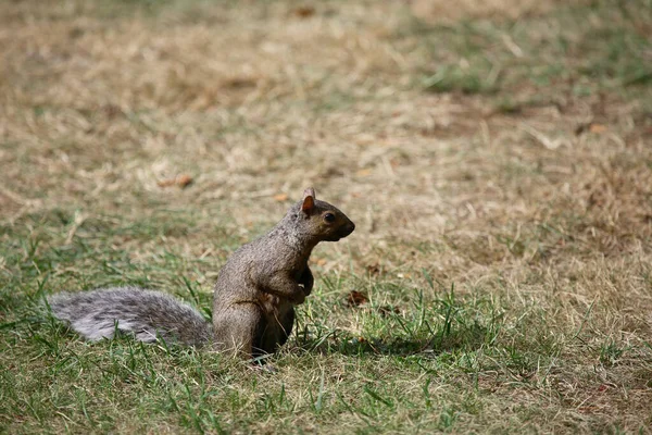 Westliches Grauhoernchen Batı Gri Sincap Sciurus Griseus — Stok fotoğraf