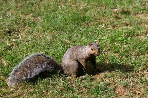 Westliches Grauhoernchen Batı Gri Sincap Sciurus Griseus — Stok fotoğraf