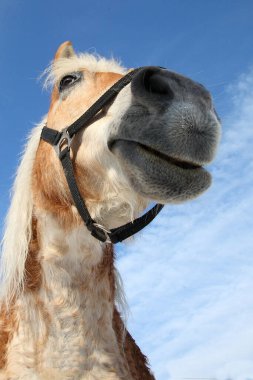 Pferd / At / Equus Caballus