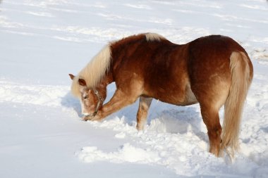 Pferd / At / Equus Caballus
