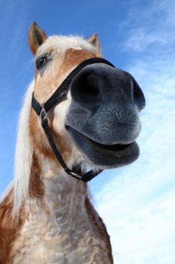 Pferd / At / Equus Caballus