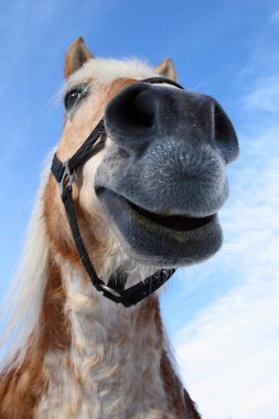 Pferd / At / Equus Caballus