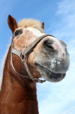 Pferd / At / Equus Caballus