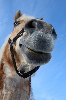 Pferd / At / Equus Caballus