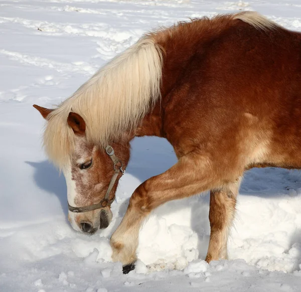Pferd Horse Equus Cavalus — ストック写真