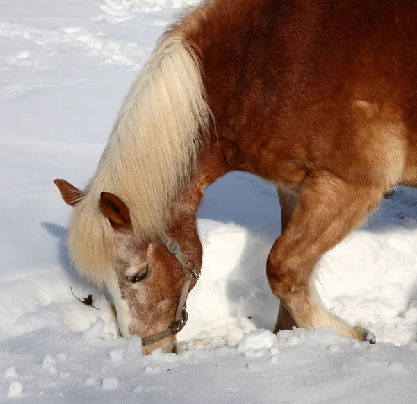 Pferd Häst Hästdjur Caballus — Stockfoto