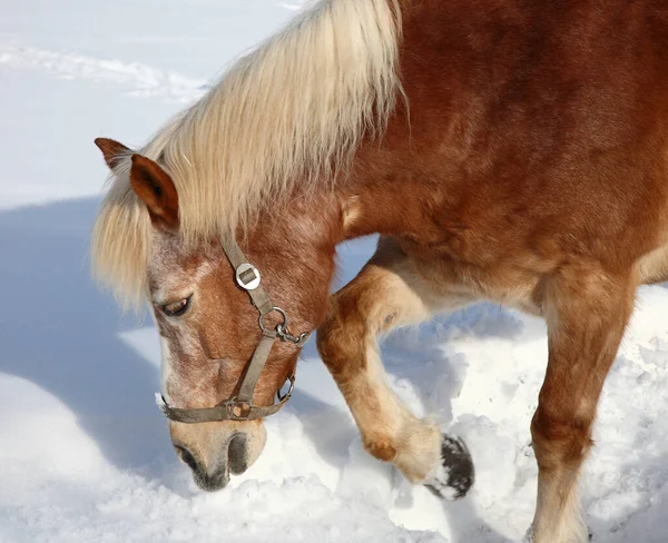 Pferd Horse Equus Caballus — Stock Photo, Image
