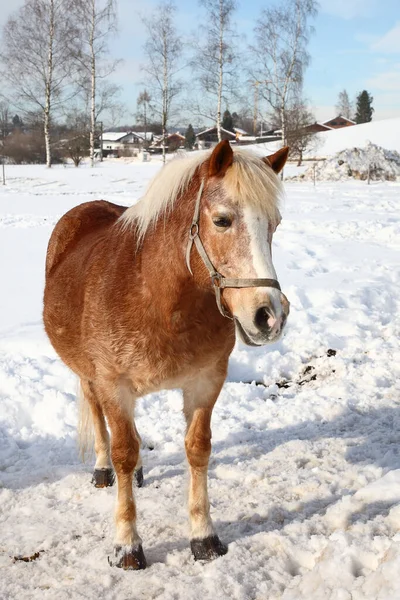 Pferd Caballo Equus Caballus — Foto de Stock