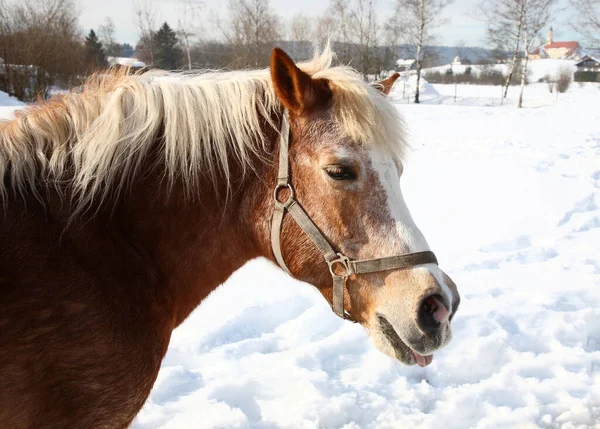 Pferd Häst Hästdjur Caballus — Stockfoto