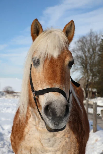 Pferd Horse Equus Caballus — 스톡 사진