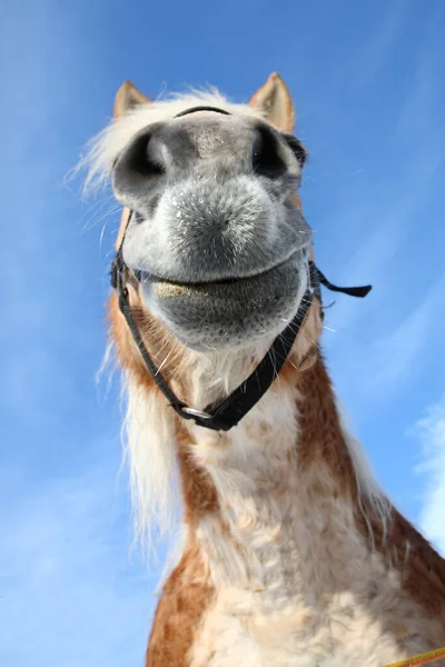 Pferd Horse Equus Cavalus — ストック写真