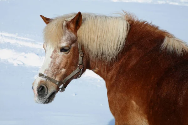 Pferd Horse Equus Caballus — 스톡 사진