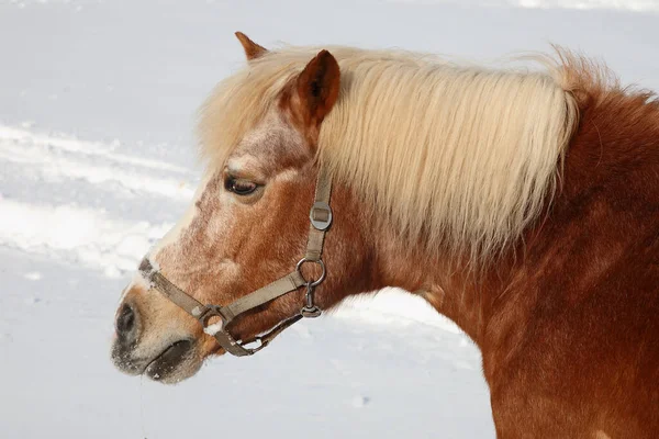 Pferd Horse Equus Caballus — Stock Photo, Image