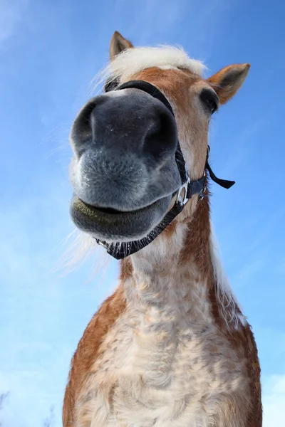 Pferd Cheval Equus Caballus — Photo