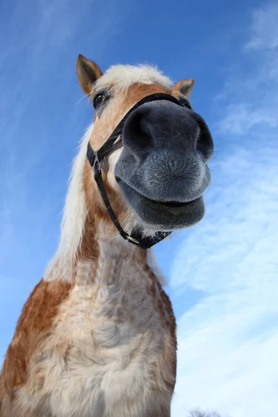 Pferd Häst Hästdjur Caballus — Stockfoto
