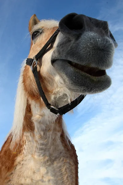 Pferd Häst Hästdjur Caballus — Stockfoto