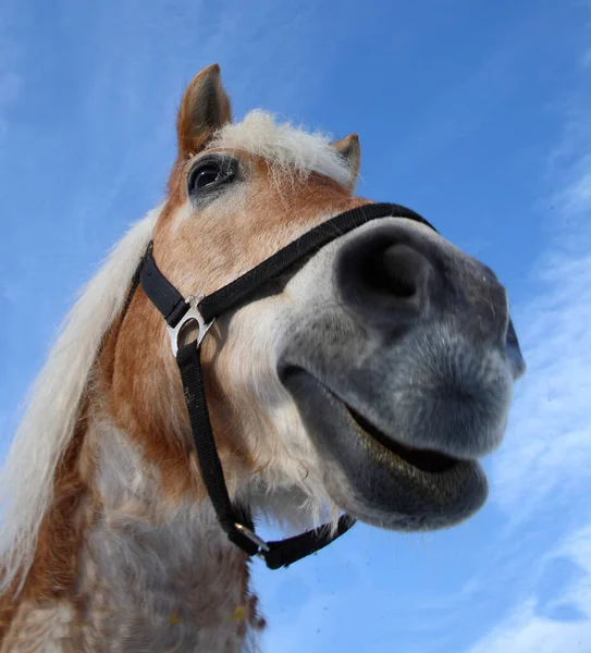 Pferd Häst Hästdjur Caballus — Stockfoto