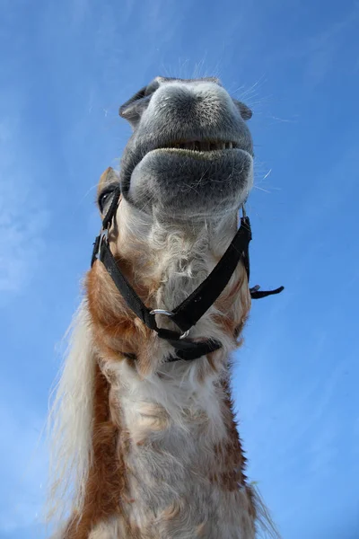 Pferd Cheval Equus Caballus — Photo