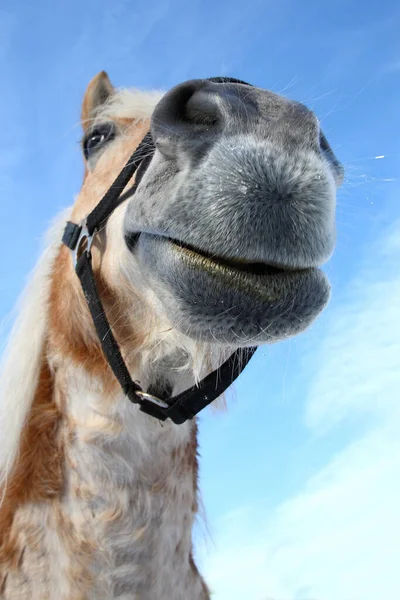 Pferd / At / Equus Caballus