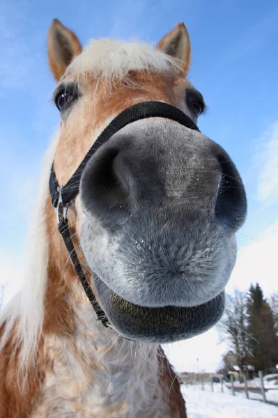 Pferd Häst Hästdjur Caballus — Stockfoto