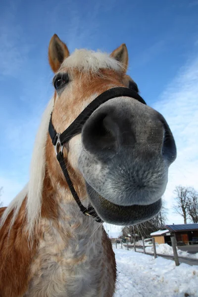 Pferd Häst Hästdjur Caballus — Stockfoto