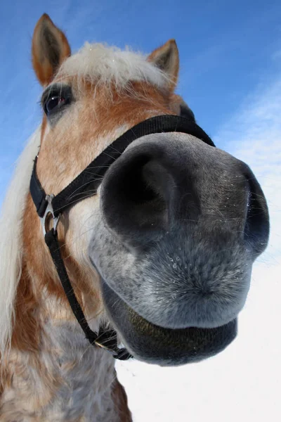 Pferd Häst Hästdjur Caballus — Stockfoto