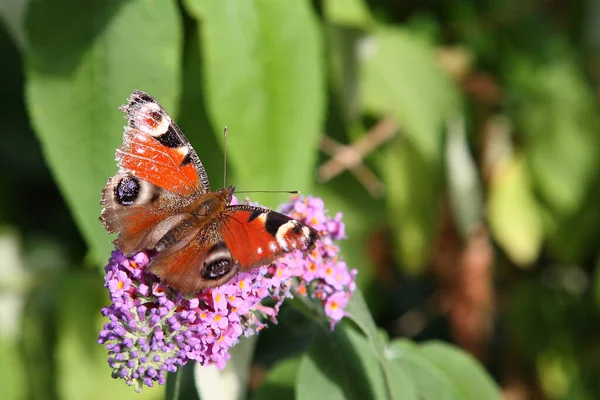 Tagpfauenauge European Peacock Butterfly Vanessa Aglais Inachis Nymphalis — Stock Photo, Image