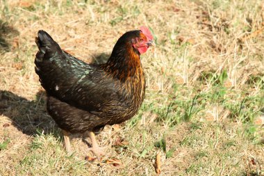 Haushuhn / Evcil Tavuk / Gallus gallus domesticus