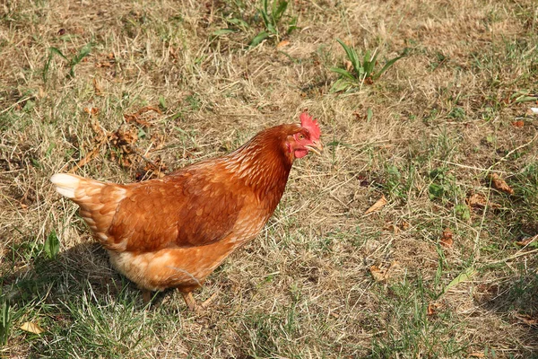 Haushuhn Pollo Doméstico Gallus Gallus Domesticus — Foto de Stock