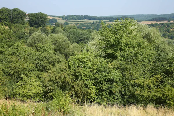 Spalter Huegelland Spalter Hills — Stok fotoğraf