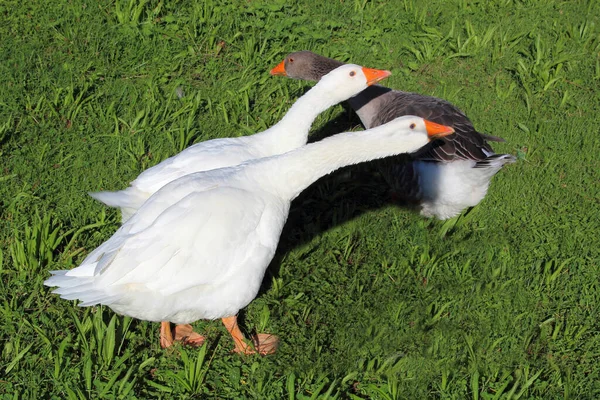 Hausgans Domestic Goose Anser Anser Domesticus — Foto Stock