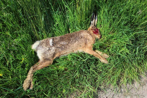 Feldhase European Hare Lepus Europaeus — Stock Photo, Image