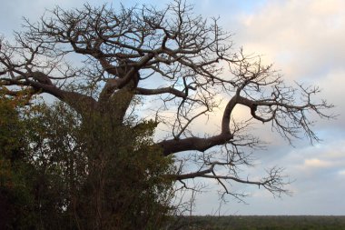 Affenbrotbaum / Baobab / Adansonia digitata
